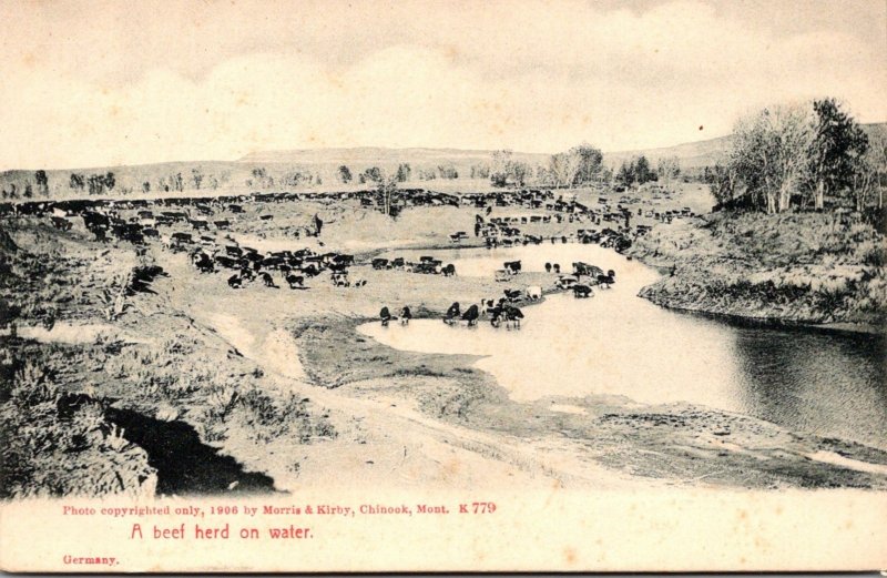 Montana A Beef Herd On The Water