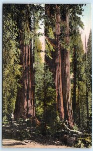 SEQUOIA NATIONAL PARK, CA California~ CONGRESS GROUP c1930s Handcolored Postcard