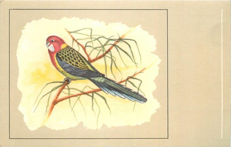 Roselle bird postcard