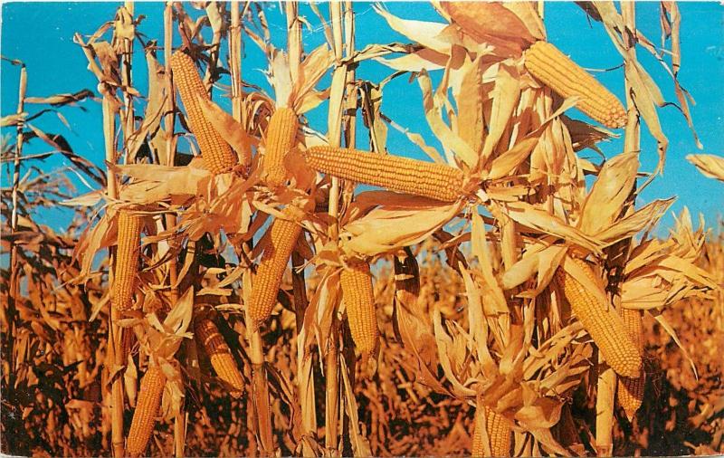 YELLOW GOLD CORN POSTCARD-CARD FARM CROPS HARVEST TIME