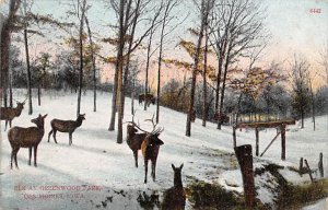 Elk at Greenwood Park Des Moines, Iowa