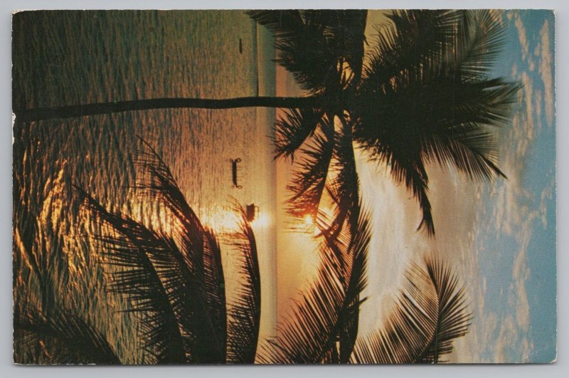 Florida~View Of Sunset Over The Lake And Palms~Vintage Postcard 