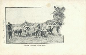 siam thailand, BANGKOK, Natives Paddy Fields (1899) Postcard (1)