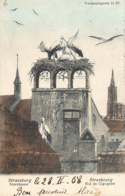 Stork birds nest in Strasbourg France 1908