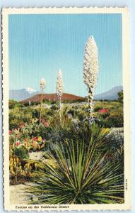 *Yuccas California Desert Palm Springs California CA Vintage Linen Postcard C87