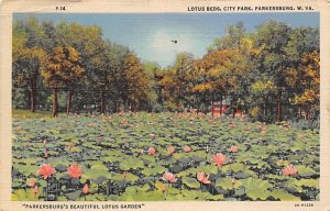 Lotus Beds, City Park, Parkersburg, WV