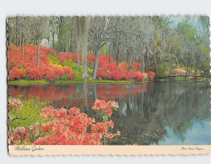 Postcard Middleton Gardens, Charleston, South Carolina