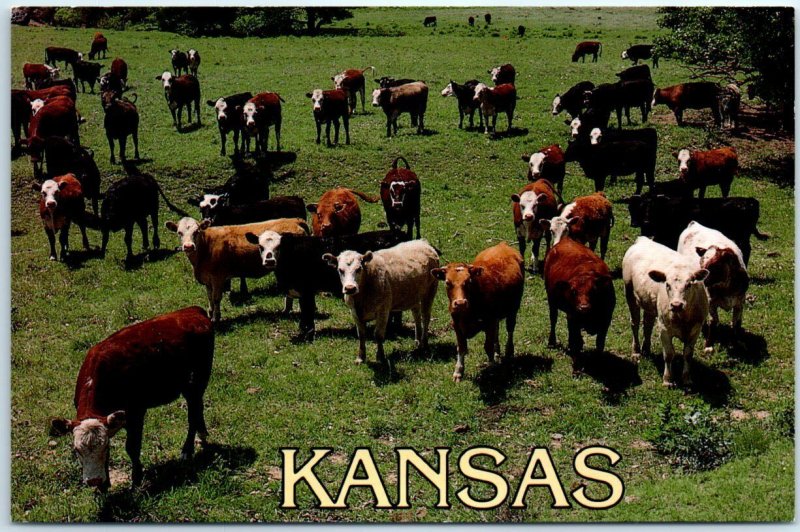 Postcard - Kansas livestock in Barber County, Kansas 