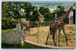 Giraffes The Chicago Zoological Park At Brookfield IL Hand Drawn Art Postcard