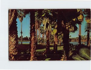 Postcard Many Types of beautiful palms . . . surrounding scenic lakes Texas USA