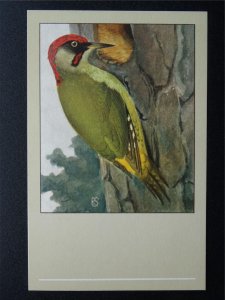 Bird Theme GREEN WOODPECKER c1950s Postcard by P. Sluis Series 9 No.103