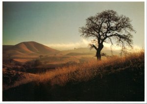 Postcard California Moods - tree with mountain