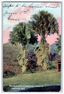 1910 Palms Which Flowering Once In Lifetime Die Antique Posted Postcard 