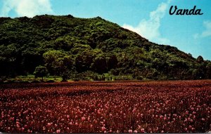 Hawaii Kapoho Vanda Orchid Fieldltural Center