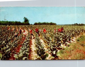 Harvesting Tobacco 1960