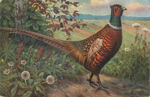 Pheasant bird german artist Fritz Muller Landeek 1907 