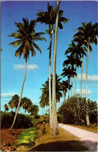 VINTAGE POSTCARD TALL PALM TREES AND STREAM COUNTRY SCENE BARBADOS CARIBBEAN 80s