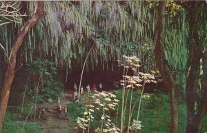 Hawaii Honolulu Fern Grotto