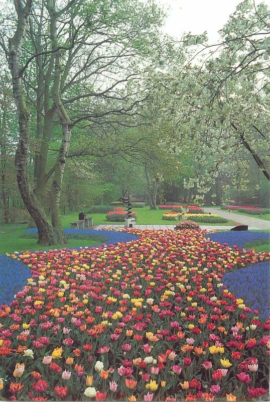 Postcard Netherlands Amsterdam Keukenhof Lisse Holland tulip field