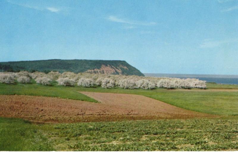 Cape Blomidon Nova Scotia NS Vintage Postcard D23