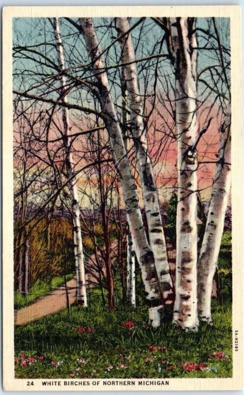 Postcard - White Birches Of Northern Michigan