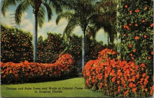 Vtg Florida FL Orange & Palm Trees Colorful Flame Vine Tropical 1950s Postcard