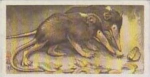 Brooke Bond Tea Trade Card Wildlife In Danger 1963 No 4 Hispaniolan Solendon