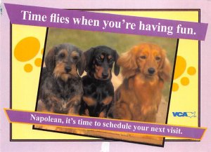 VCA Central Park Animal Hospital Reminder, Non Postcrd - Plantation, Florida ...