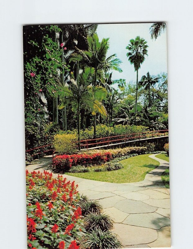 Postcard Tall Palms Sunken Gardens St. Petersburg Florida USA