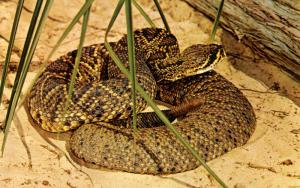 Eastern Diamond-Back Rattlesnake 