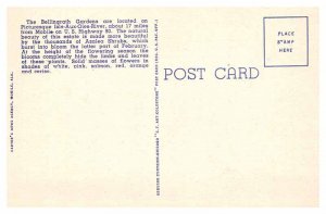Postcard GARDEN SCENE Mobile Alabama AL AP4613