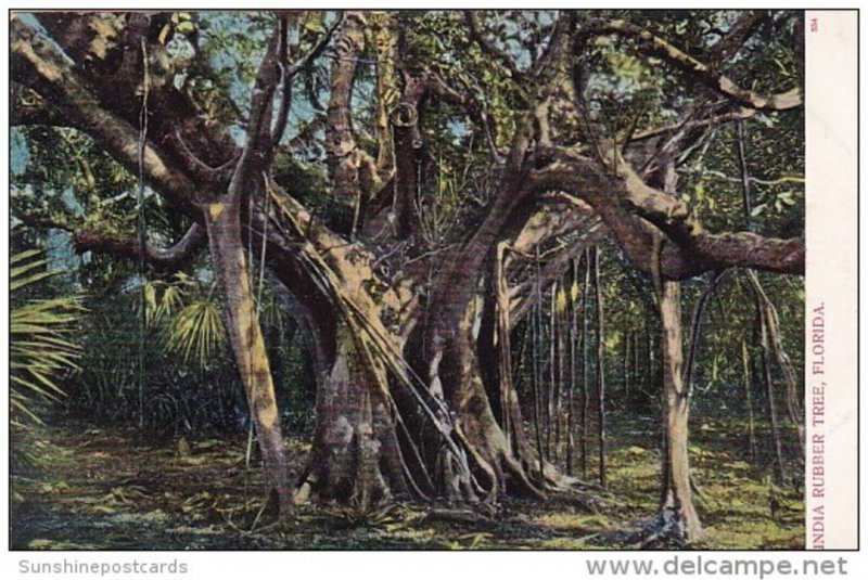 India Rubber Tree Florida