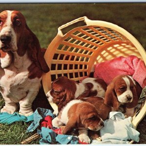 c1960s Basset Hound Dog Mother & Litter Puppies in Basket Chrome Photo PC A65