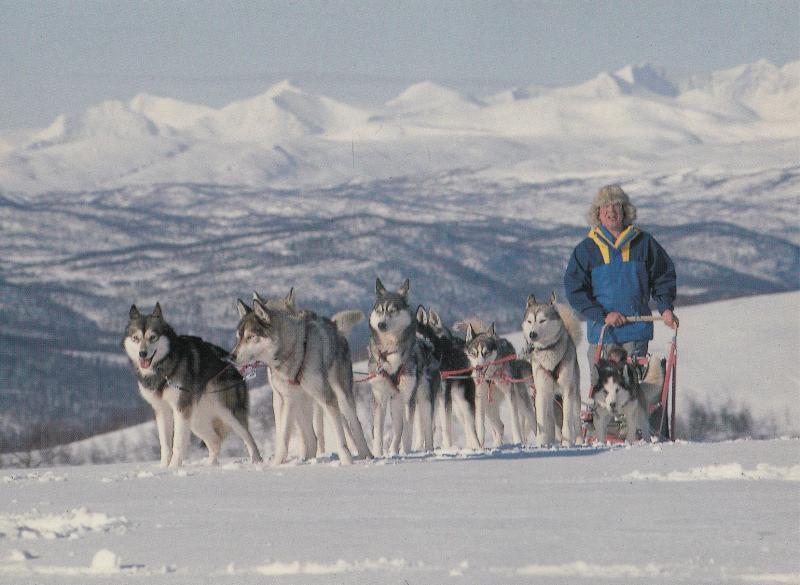 Lappland Pack Of Trained Dogs Wolves Norway Postcard