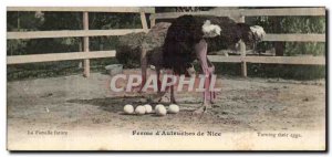 Postcard Old Farm d & # 39autruches Nice TOP Breeding Future family