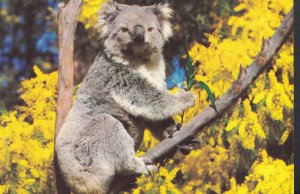 Animals Postcard - Koala Bear, Australia - Used but not postally -  RS3205