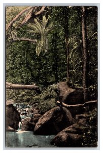 Tropic Jungle Honolulu Hawaii HI South Seas Curio UNP DB Postcard T4