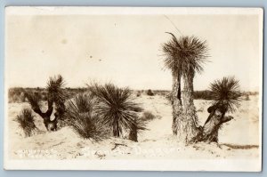 c1910's Spanish Daggers Horne Desert Scene RPPC Photo Unposted Antique Postcard