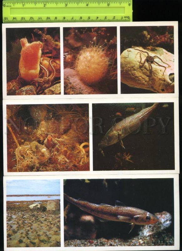 169073 Russia Underwater World of WHITE SEA Fish SET 15 Cards