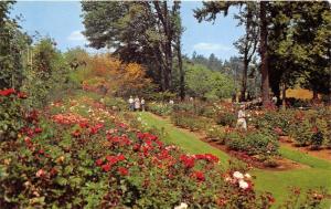 Portland Oregon~Rose Test Gardens Scene~People Observing Red/White Roses~1968 PC