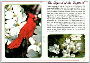 M-13520 The Legend of the Dogwood