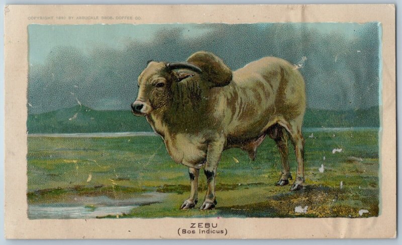 1890 Zebu (Bos Indicus) Cow Cattle Arbuckle Bros Ariosa Coffee Trade Card NY C54