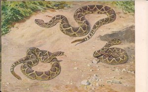 Rattle Snake, Reptile, Animal, Meinholds Tierbilder 1910's pre WWI