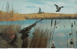 PENTECOTE , Cte Duplessis , Quebec , Canada , 50-60s ; Duck Hunting
