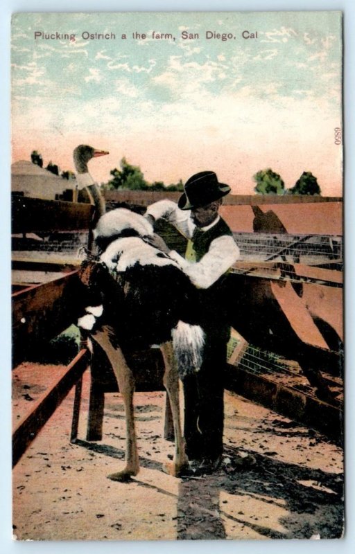 SAN DIEGO, California CA ~ Man PLUCKING OSTRICH on the Farm 1908 PCK  Postcard