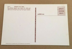 UNUSED POSTCARD - YOSEMITE BIG TREES 0 SEQUOIA GIGANTEA