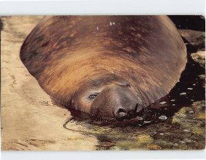 Postcard A northern elephants seal, Mystic Marinelife Aquarium, Mystic, CT