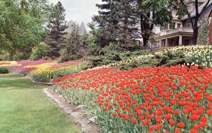 Canada - Ontario, Ottawa. Tulip Time