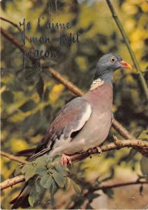 BF40052 pigeon taube piccione france   bird oiseau