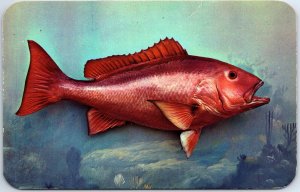 VINTAGE POSTCARD RED SNAPPER COMMERCIAL FLORIDA FISH KODACHROME BY VALENCE